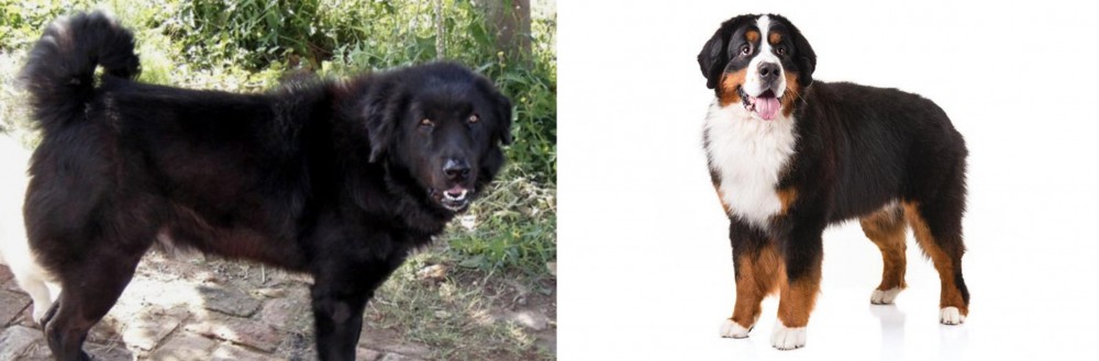 Bernese Mountain Dog vs Bakharwal Dog - Breed Comparison