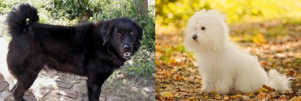 Bichon Bolognese vs Bakharwal Dog - Breed Comparison