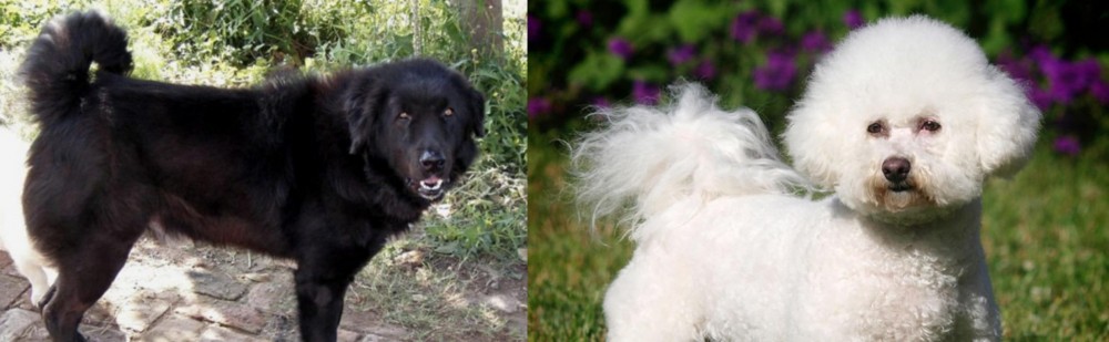Bichon Frise vs Bakharwal Dog - Breed Comparison
