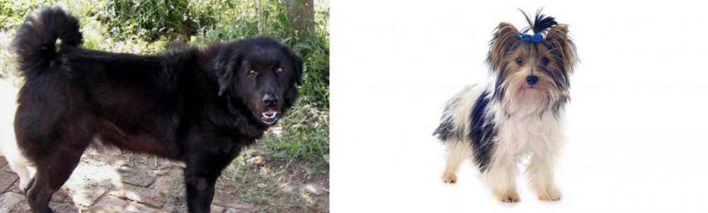 Biewer vs Bakharwal Dog - Breed Comparison