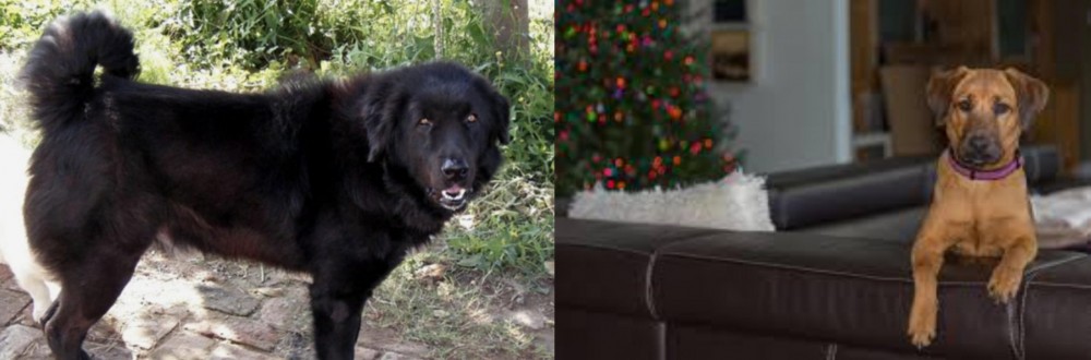 Black Mouth Cur vs Bakharwal Dog - Breed Comparison
