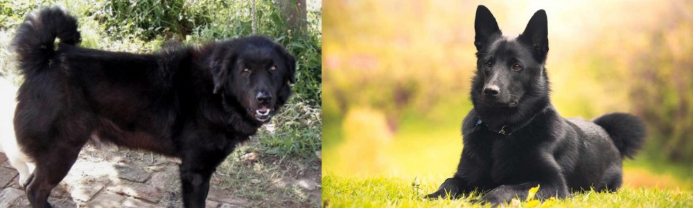 Black Norwegian Elkhound vs Bakharwal Dog - Breed Comparison