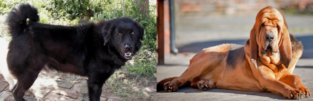 Bloodhound vs Bakharwal Dog - Breed Comparison