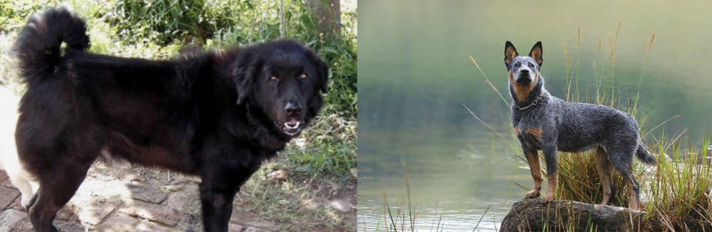 Blue Healer vs Bakharwal Dog - Breed Comparison