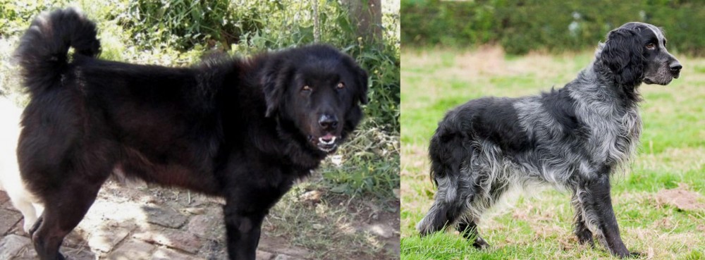 Blue Picardy Spaniel vs Bakharwal Dog - Breed Comparison