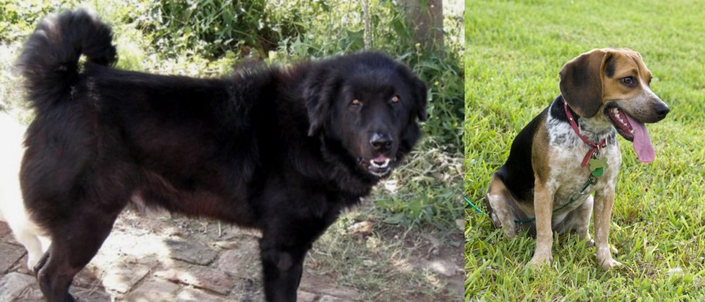 Bluetick Beagle vs Bakharwal Dog - Breed Comparison