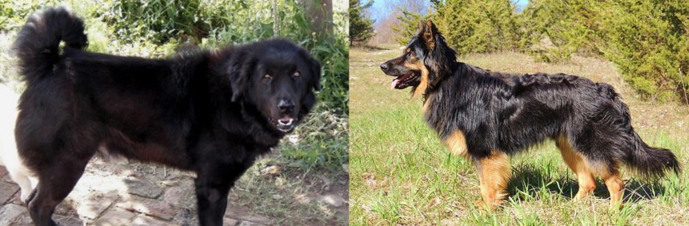 Bohemian Shepherd vs Bakharwal Dog - Breed Comparison