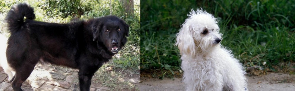 Bolognese vs Bakharwal Dog - Breed Comparison