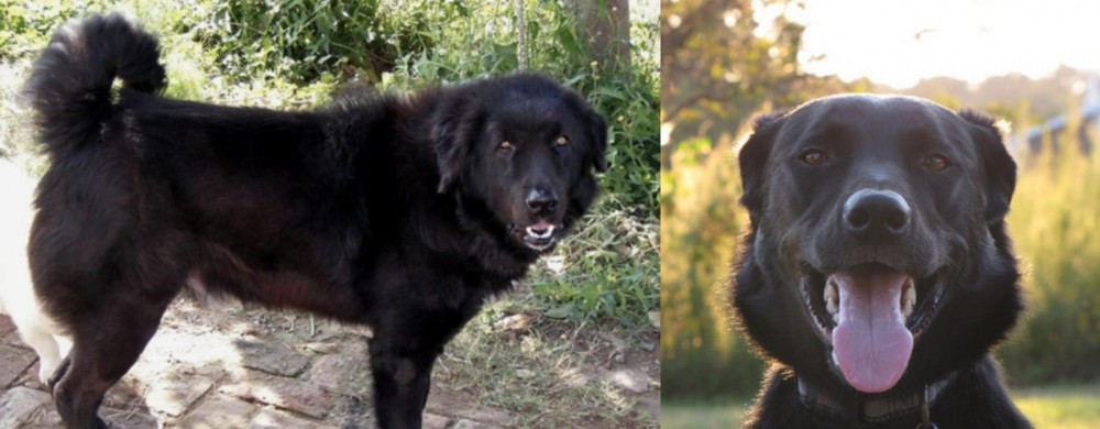 Borador vs Bakharwal Dog - Breed Comparison