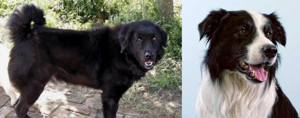 Border Collie vs Bakharwal Dog - Breed Comparison