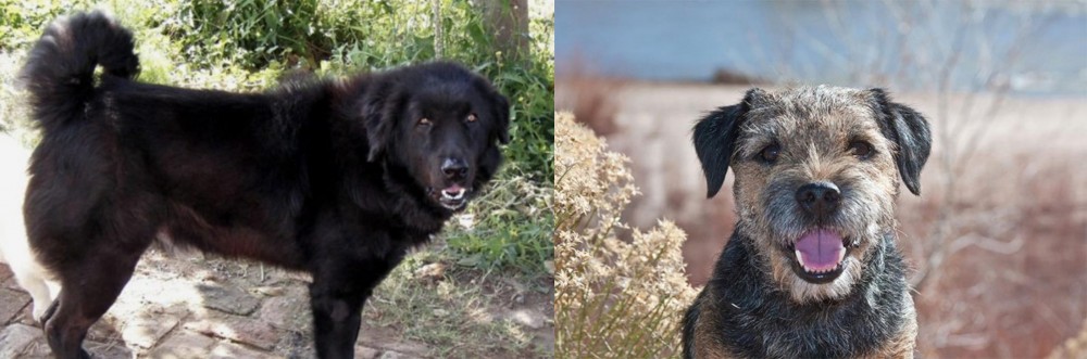 Border Terrier vs Bakharwal Dog - Breed Comparison