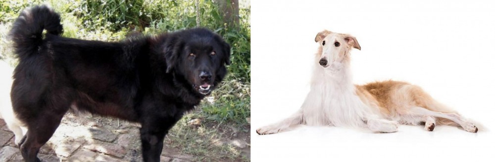 Borzoi vs Bakharwal Dog - Breed Comparison