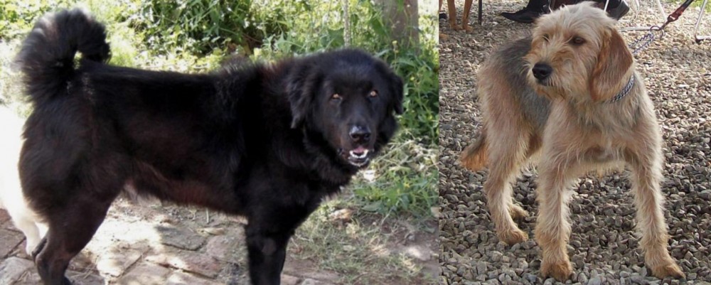 Bosnian Coarse-Haired Hound vs Bakharwal Dog - Breed Comparison