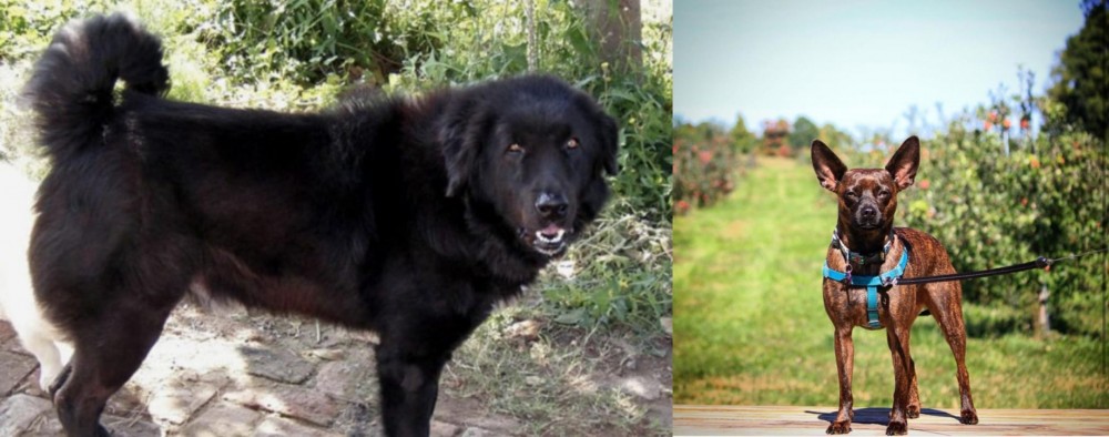 Bospin vs Bakharwal Dog - Breed Comparison