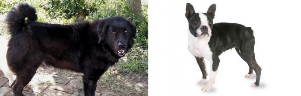 Boston Terrier vs Bakharwal Dog - Breed Comparison