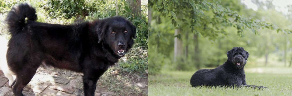 Bouvier des Flandres vs Bakharwal Dog - Breed Comparison