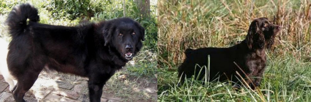 Boykin Spaniel vs Bakharwal Dog - Breed Comparison