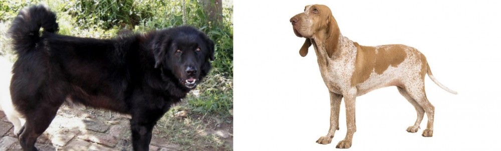 Bracco Italiano vs Bakharwal Dog - Breed Comparison