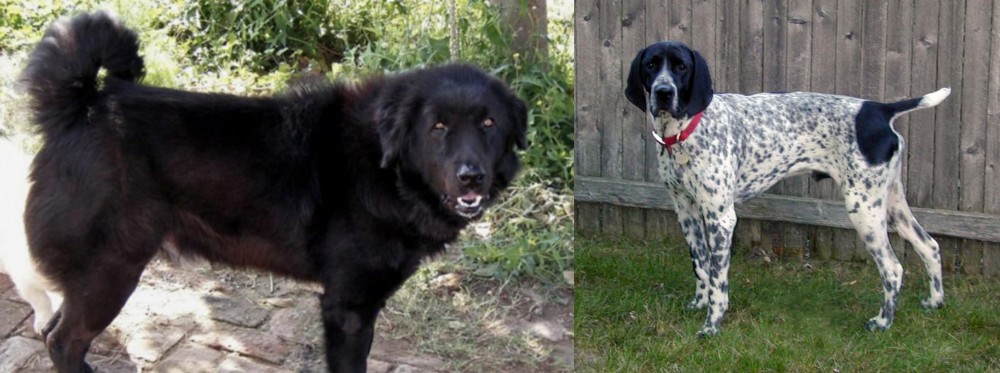 Braque d'Auvergne vs Bakharwal Dog - Breed Comparison
