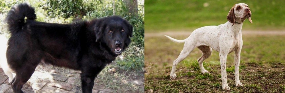 Braque du Bourbonnais vs Bakharwal Dog - Breed Comparison