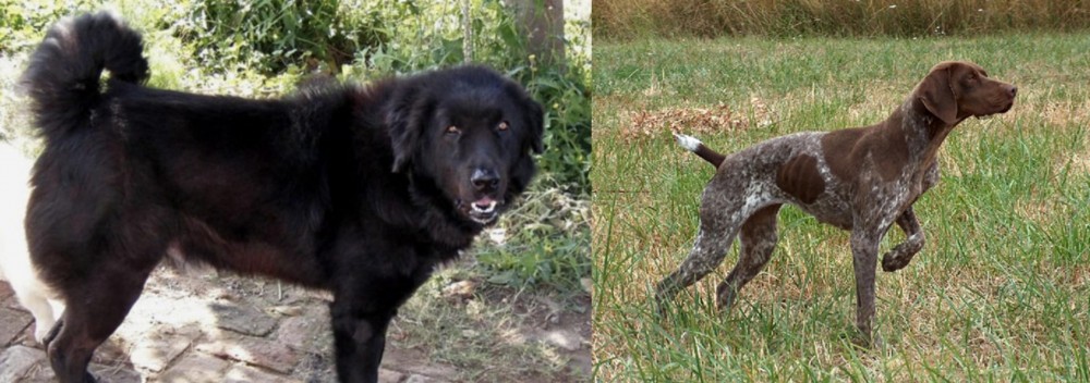 Braque Francais vs Bakharwal Dog - Breed Comparison
