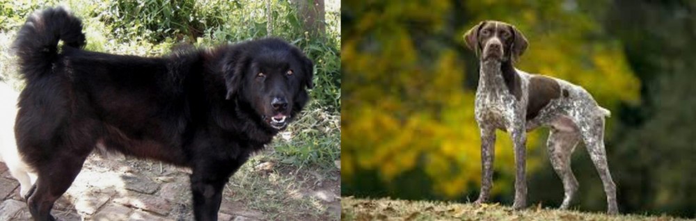 Braque Francais (Gascogne Type) vs Bakharwal Dog - Breed Comparison