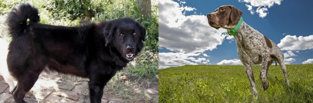 Braque Francais (Pyrenean Type) vs Bakharwal Dog - Breed Comparison