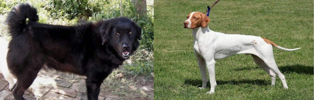 Braque Saint-Germain vs Bakharwal Dog - Breed Comparison