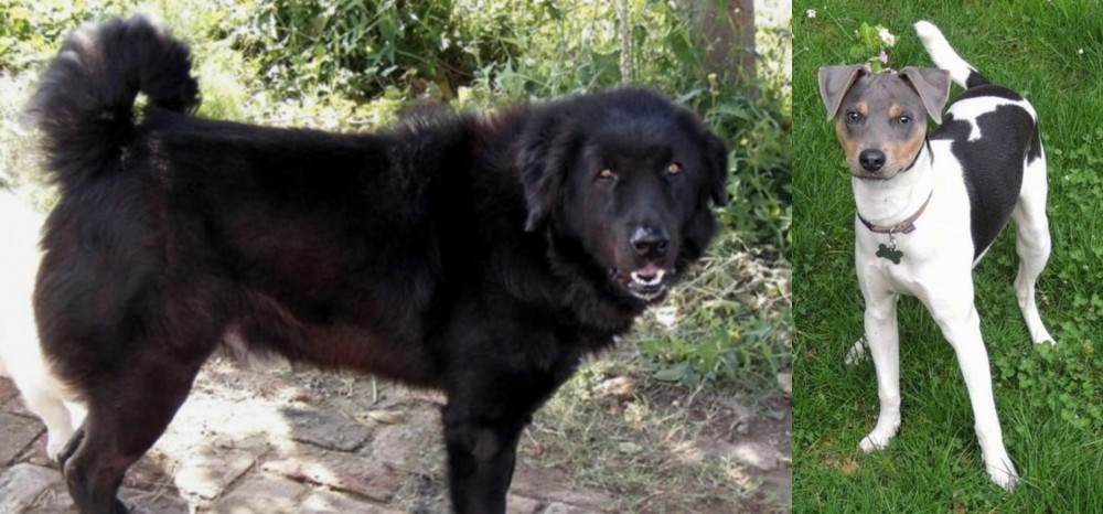 Brazilian Terrier vs Bakharwal Dog - Breed Comparison