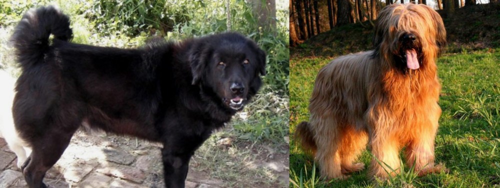 Briard vs Bakharwal Dog - Breed Comparison