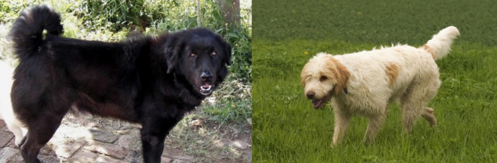 Briquet Griffon Vendeen vs Bakharwal Dog - Breed Comparison
