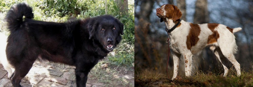 Brittany vs Bakharwal Dog - Breed Comparison