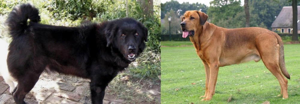 Broholmer vs Bakharwal Dog - Breed Comparison
