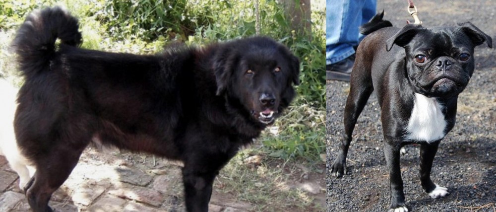Bugg vs Bakharwal Dog - Breed Comparison