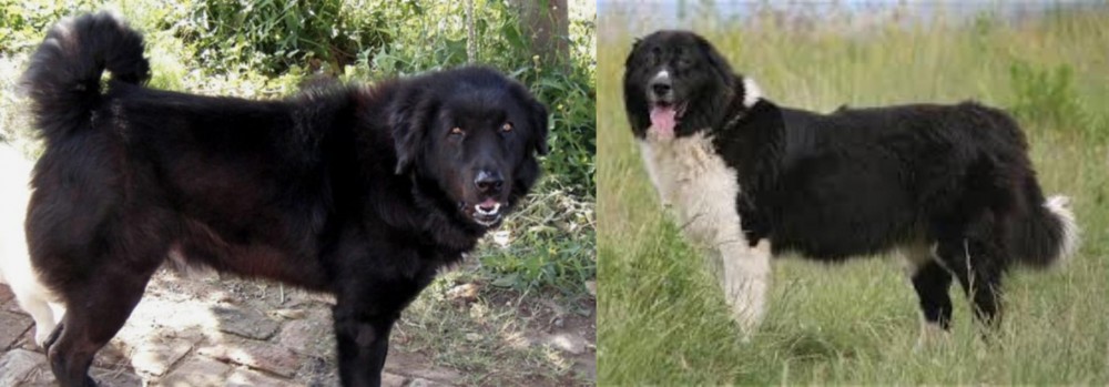 Bulgarian Shepherd vs Bakharwal Dog - Breed Comparison