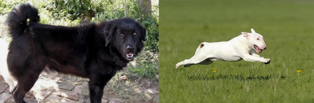 Bull Terrier vs Bakharwal Dog - Breed Comparison