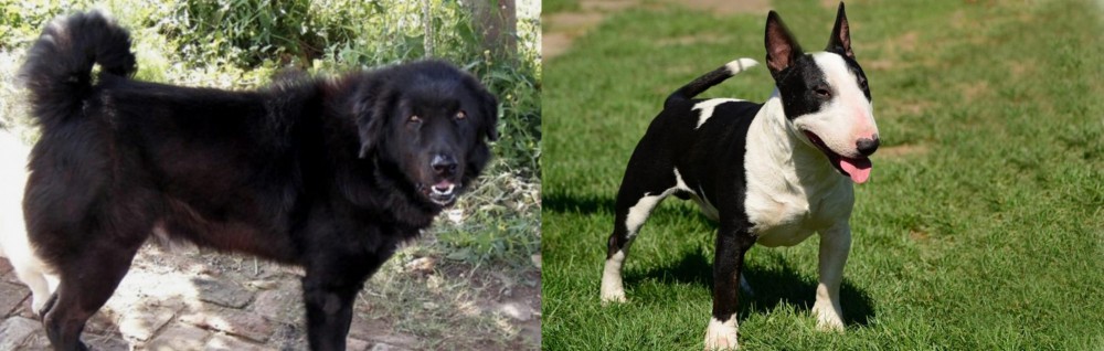 Bull Terrier Miniature vs Bakharwal Dog - Breed Comparison