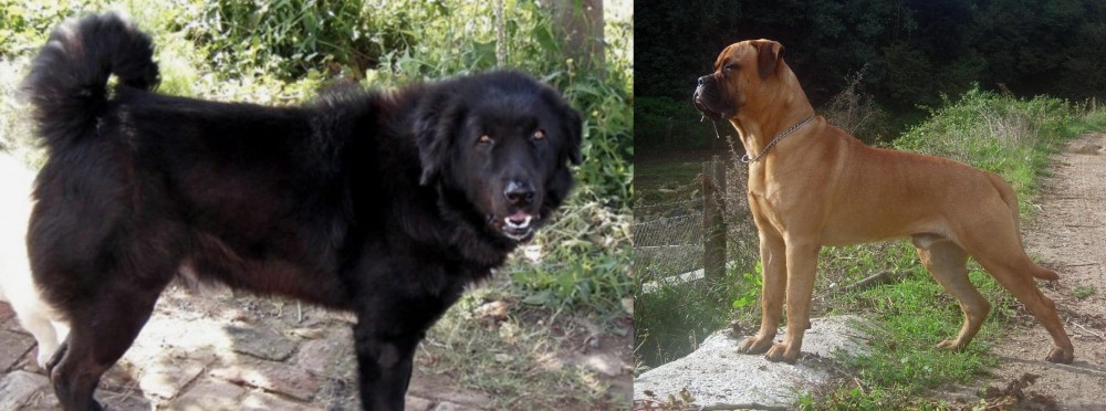 Bullmastiff vs Bakharwal Dog - Breed Comparison
