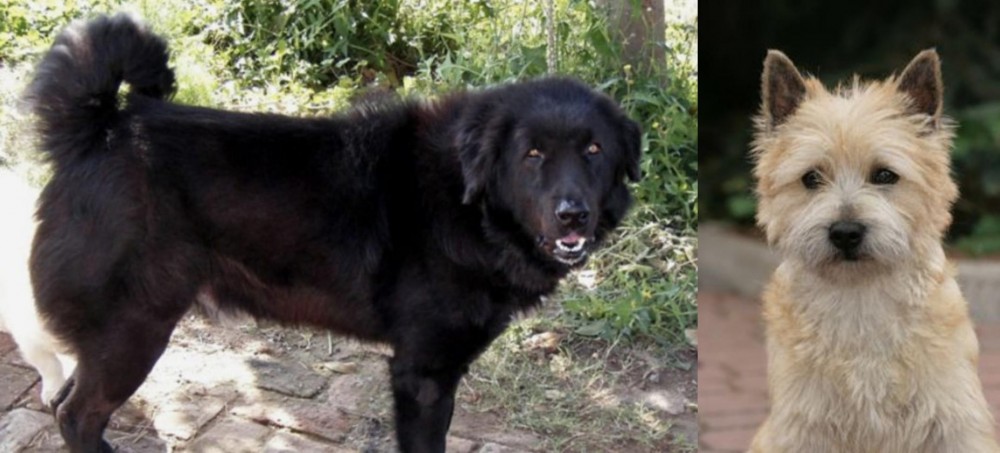 Cairn Terrier vs Bakharwal Dog - Breed Comparison
