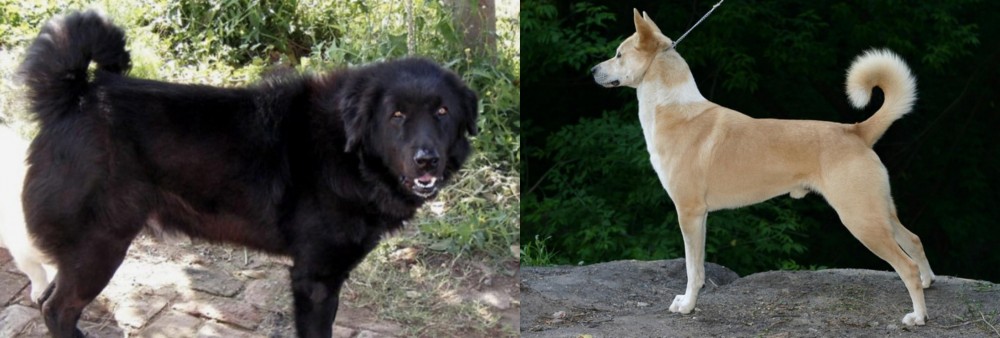 Canaan Dog vs Bakharwal Dog - Breed Comparison
