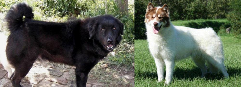 Canadian Eskimo Dog vs Bakharwal Dog - Breed Comparison