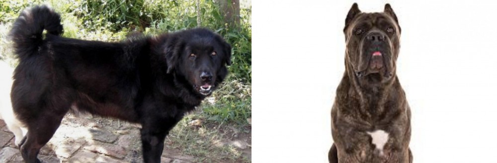 Cane Corso vs Bakharwal Dog - Breed Comparison