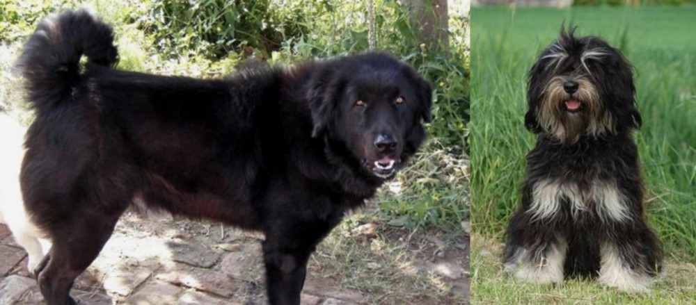 Cao da Serra de Aires vs Bakharwal Dog - Breed Comparison