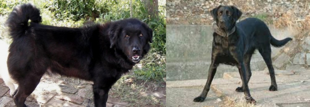 Cao de Castro Laboreiro vs Bakharwal Dog - Breed Comparison