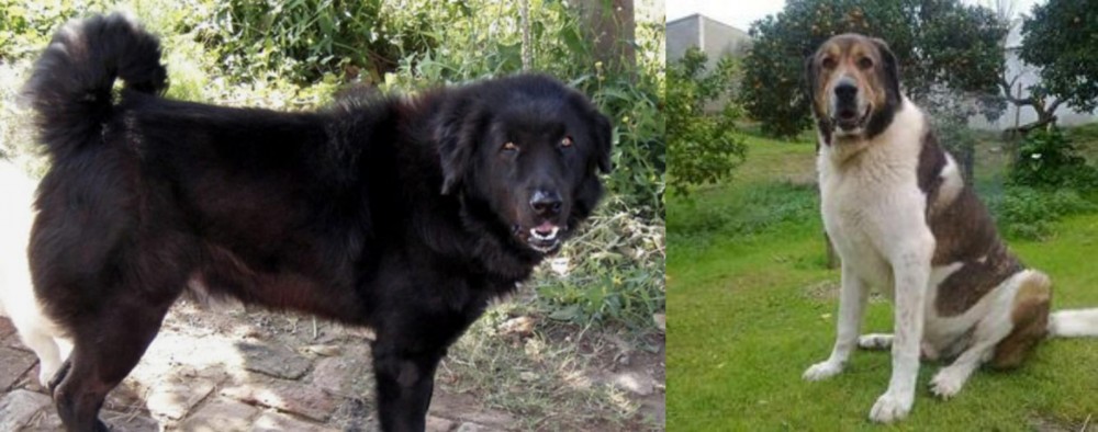 Cao de Gado Transmontano vs Bakharwal Dog - Breed Comparison