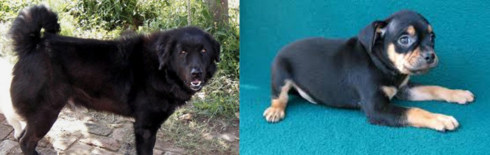 Carlin Pinscher vs Bakharwal Dog - Breed Comparison