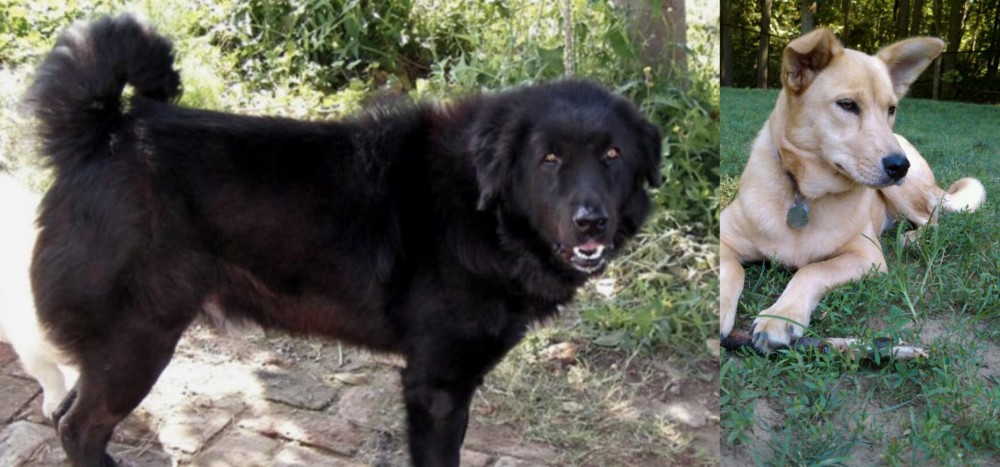 Carolina Dog vs Bakharwal Dog - Breed Comparison