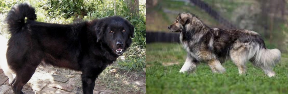 Carpatin vs Bakharwal Dog - Breed Comparison