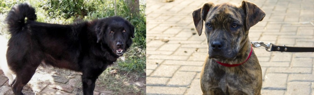 Catahoula Bulldog vs Bakharwal Dog - Breed Comparison