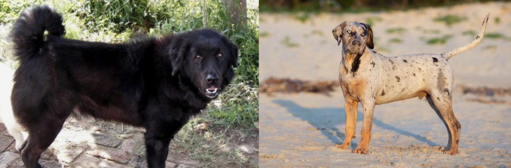 Catahoula Cur vs Bakharwal Dog - Breed Comparison